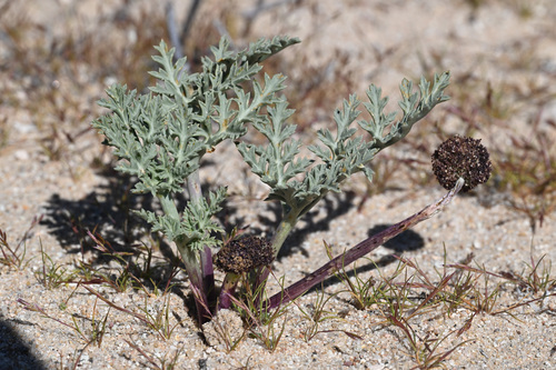 desert spring-parsley (Cymopterus deserticola)