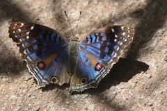 Junonia rhadama