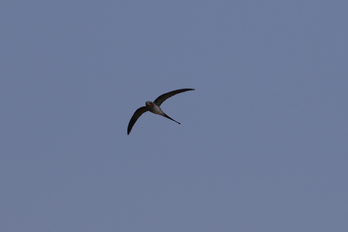 Crested Treeswift (Hemiprocne coronata), photo 4