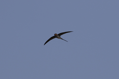 Crested Treeswift (Hemiprocne coronata), photo 5