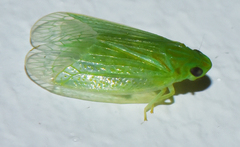 Kallitaxila auster murcia