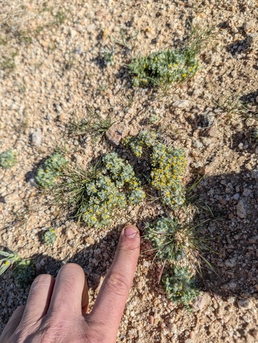 Barstow woolly sunflower (Eriophyllum mohavense)