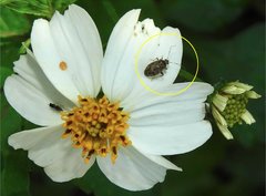 Charagochilus longicornis