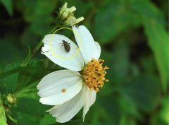 Charagochilus longicornis