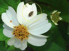 Charagochilus longicornis