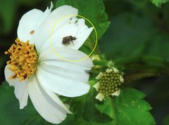 Charagochilus longicornis