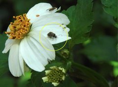 Charagochilus longicornis