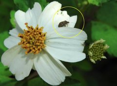 Charagochilus longicornis