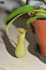 Nepenthes alata × ventricosa