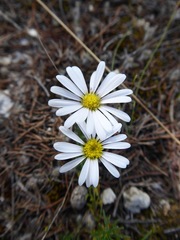 Minuria leptophylla