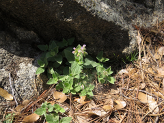 Hydrophylloideae