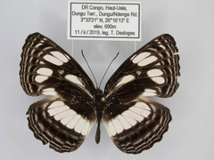 Neptis lermanni
