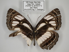 Neptis lermanni