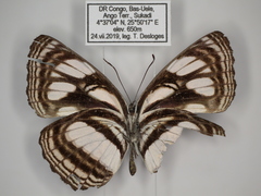 Neptis lermanni