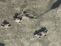 Lepidochelys olivacea