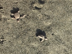 Lepidochelys olivacea