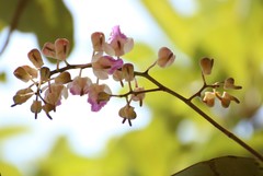 Aerides crispa