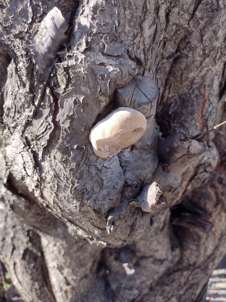 Phellinus pomaceus · March 2026 · photo: © bagli (iNaturalist, cc0)