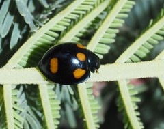 Orange-spotted Ladybird