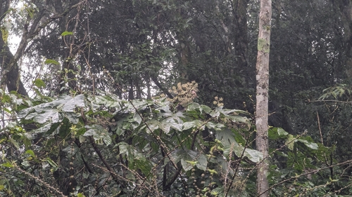 Taiwan Diplofatsis (Fatsia polycarpa)