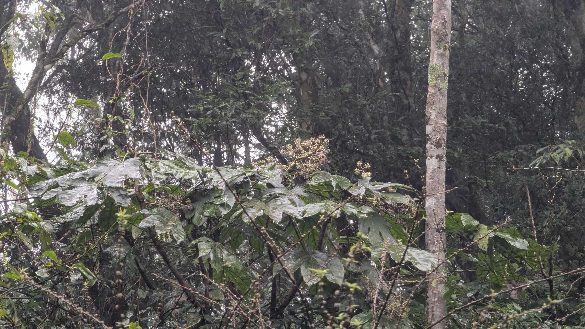 Taiwan Diplofatsis (Fatsia polycarpa)