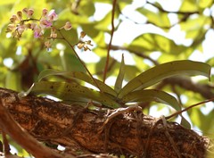 Aerides crispa