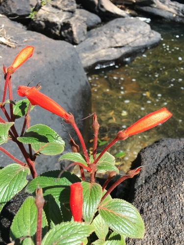 Sinningia glazioviana