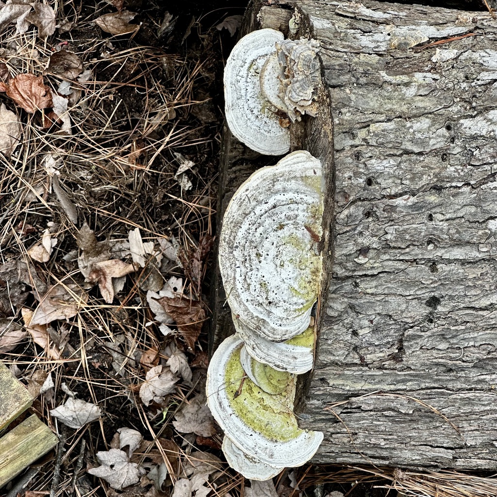 Trametes gibbosa · March 2026 · photo: © jimsox (iNaturalist, cc-by)