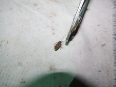 Physopelta quadriguttata