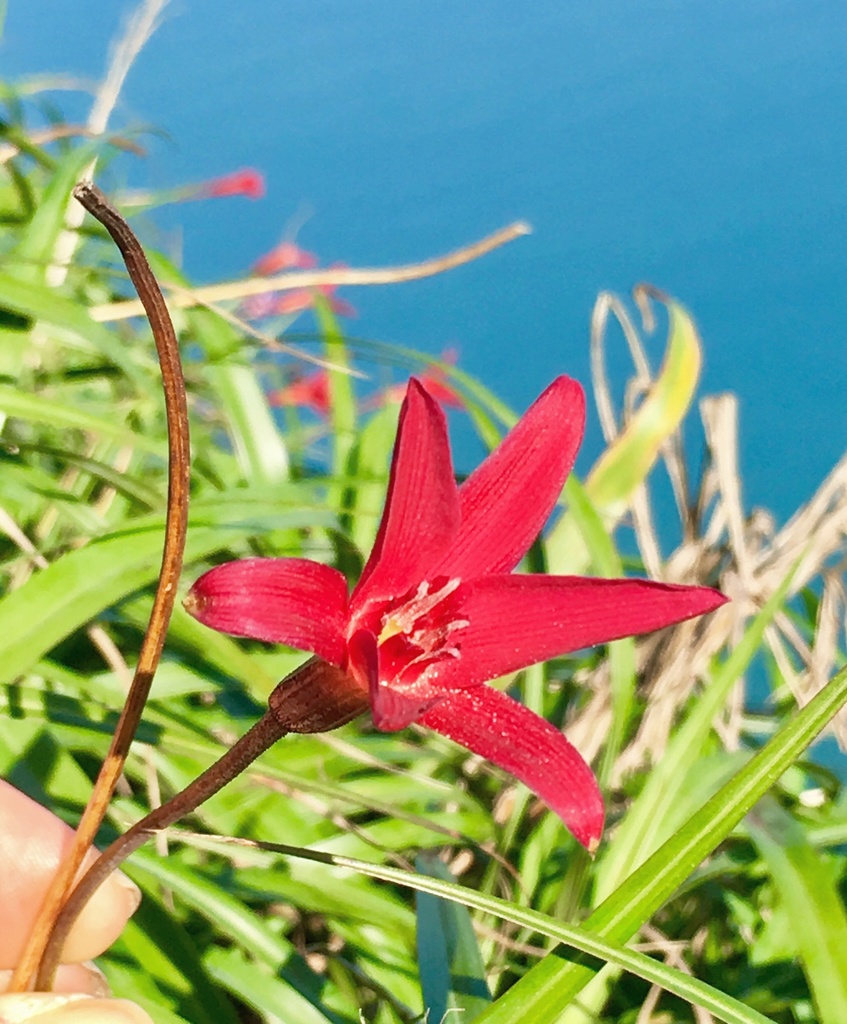 Barbacenia seubertiana
