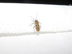 Physopelta quadriguttata