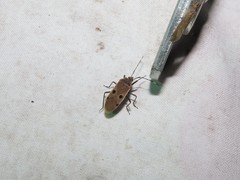 Physopelta quadriguttata