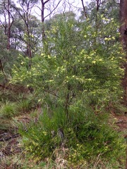 Juliflorae