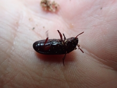 Uloma tenebrionoides