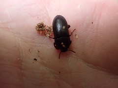 Uloma tenebrionoides