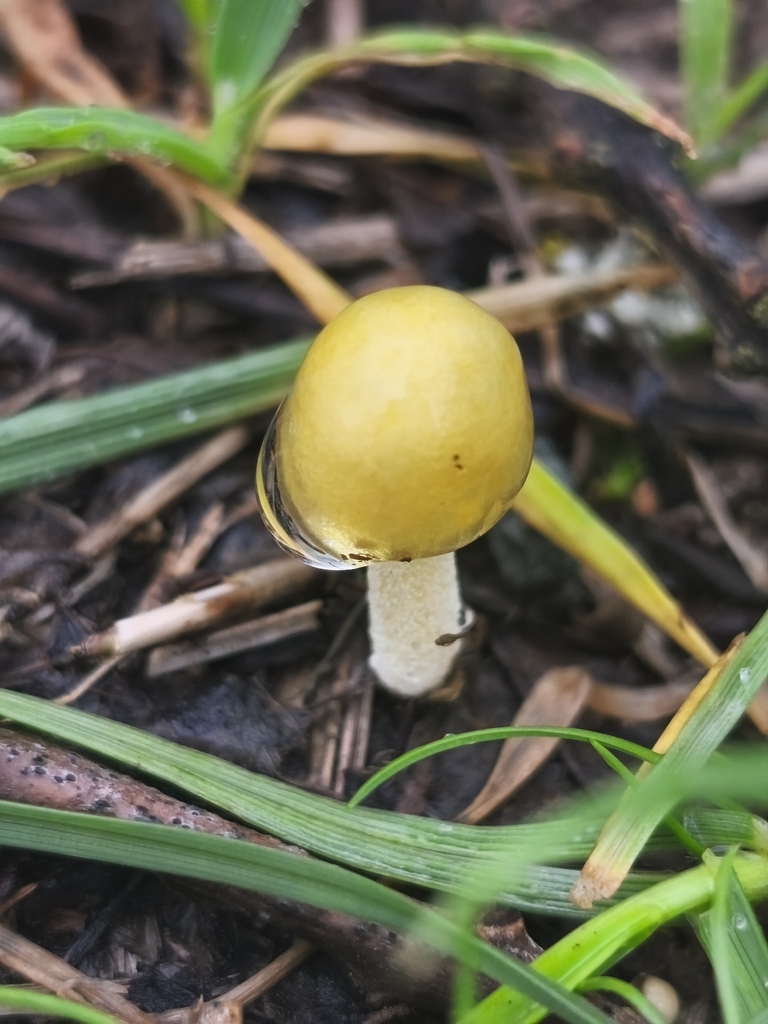Bolbitius titubans · March 2026 · photo: © mycototor (iNaturalist, cc-by)