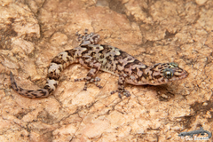 Lang's Flat Gecko photo 2