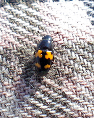 Glischrochilus fasciatus