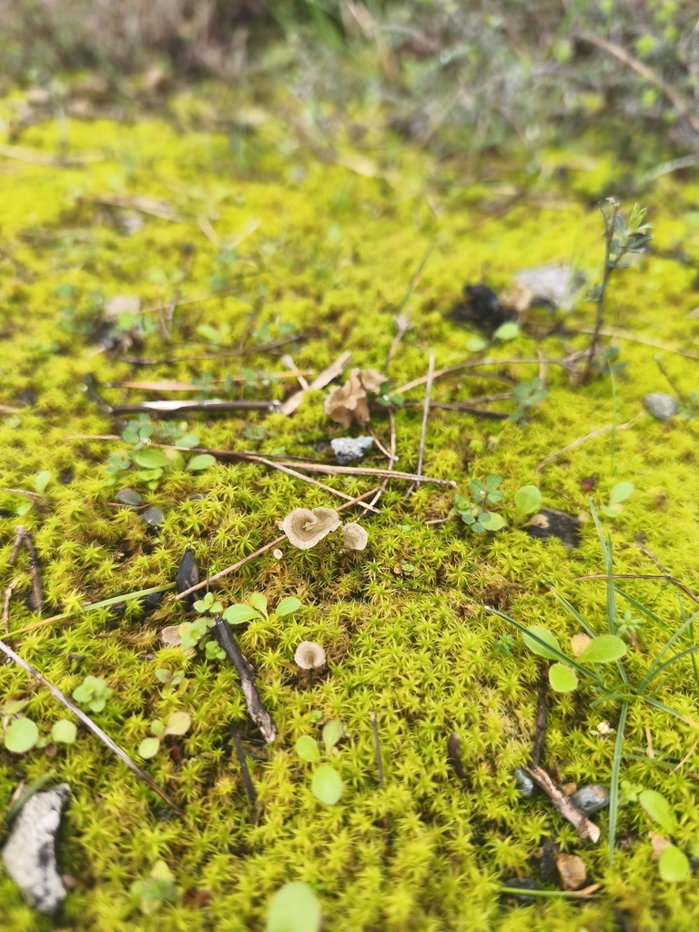 Arrhenia spathulata