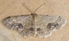 Idaea chotaria