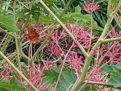 Vasconcellea parviflora