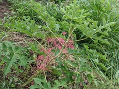 Vasconcellea parviflora