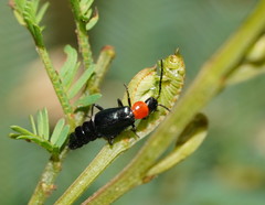 Carphurus cyanopterus