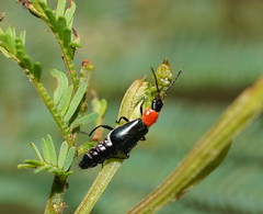 Carphurus cyanopterus