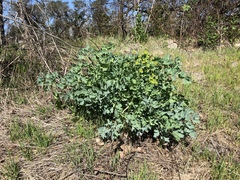 Lomatium californicum