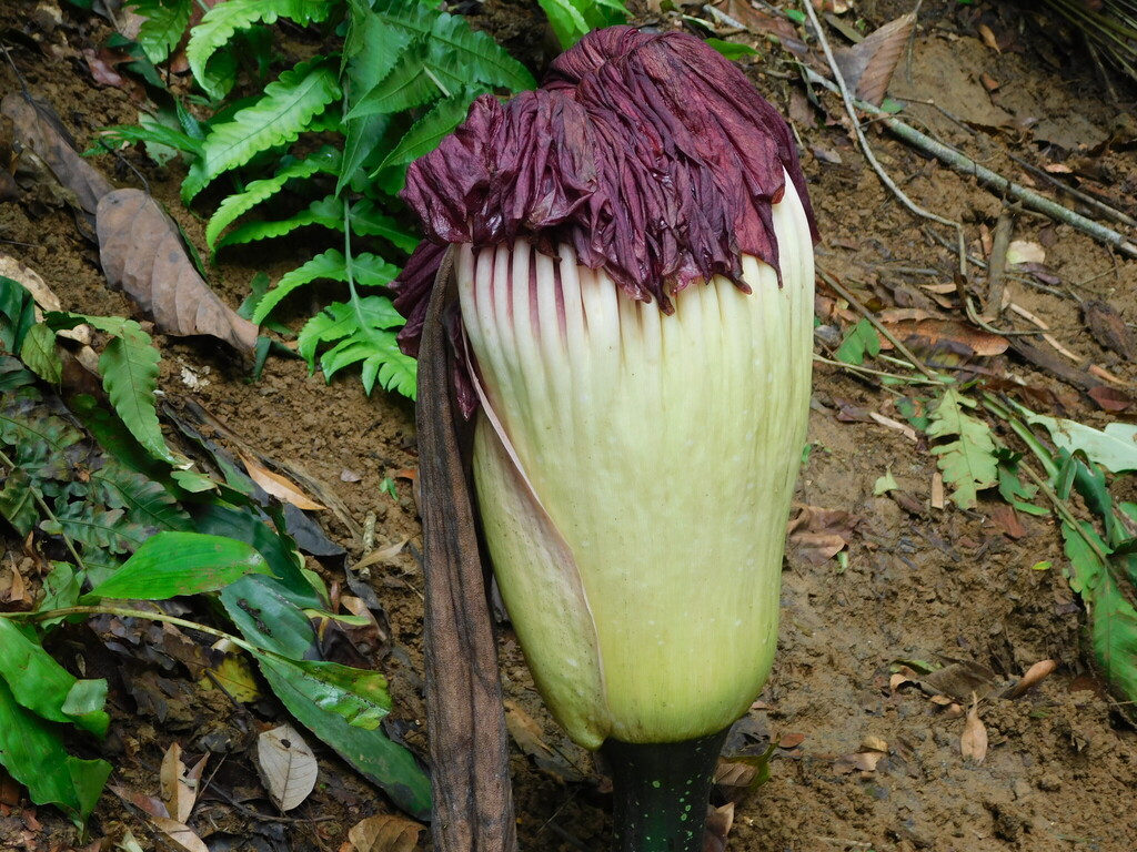 Bunga bangkai (Amorphophallus titanum)