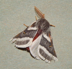 Hemileuca tricolor