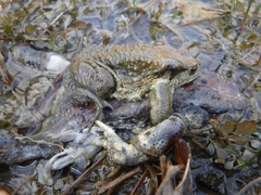 Bufo sachalinensis