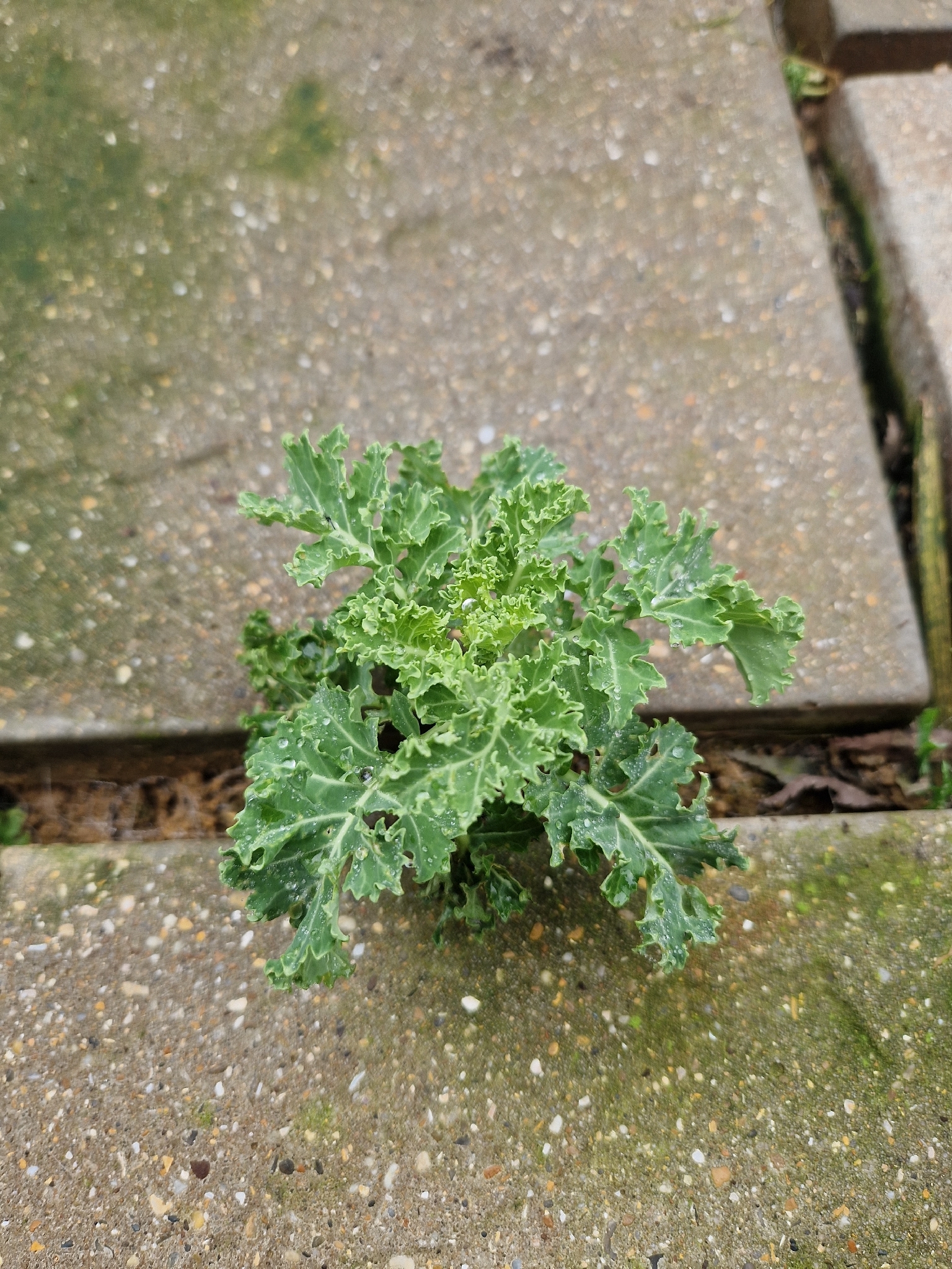 Kale