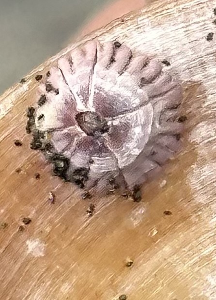 Notobalanus flosculus